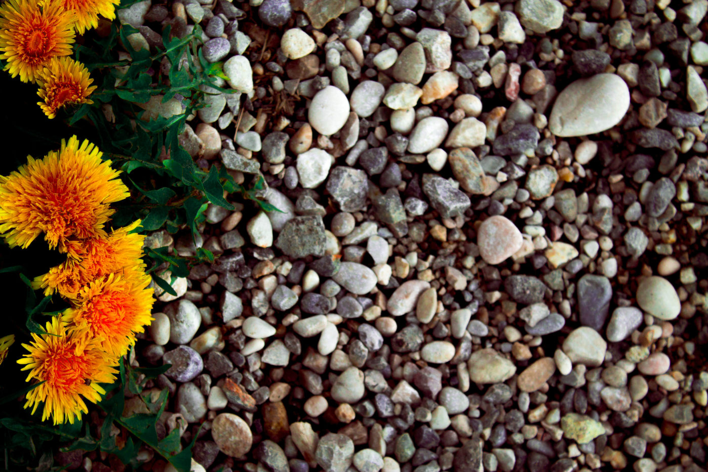 Löwenzahnblüten, die zwischen grauen Kieselsteinen blühen